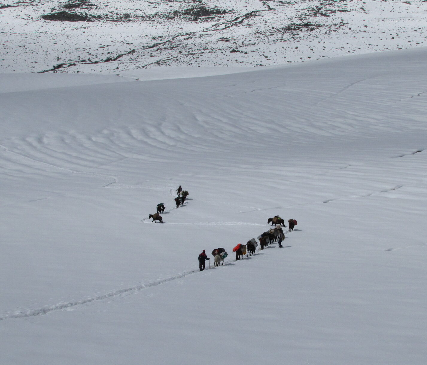 Trekker crossing Kalihani Pass with the Dhauladhar range in the background